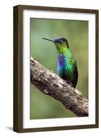 Hummingbird I-Larry Malvin-Framed Photographic Print