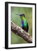 Hummingbird I-Larry Malvin-Framed Photographic Print