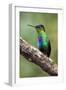 Hummingbird I-Larry Malvin-Framed Photographic Print