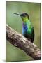 Hummingbird I-Larry Malvin-Mounted Photographic Print