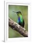 Hummingbird I-Larry Malvin-Framed Photographic Print