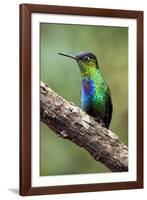 Hummingbird I-Larry Malvin-Framed Photographic Print