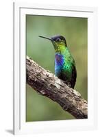 Hummingbird I-Larry Malvin-Framed Photographic Print