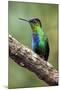 Hummingbird I-Larry Malvin-Mounted Photographic Print