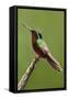 Hummingbird II-Larry Malvin-Framed Stretched Canvas