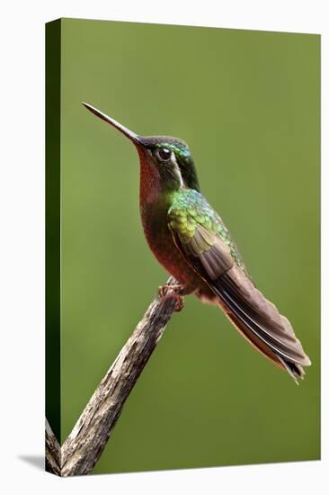 Hummingbird II-Larry Malvin-Stretched Canvas