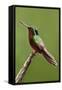 Hummingbird II-Larry Malvin-Framed Stretched Canvas