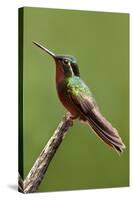 Hummingbird II-Larry Malvin-Stretched Canvas