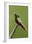 Hummingbird II-Larry Malvin-Framed Photographic Print