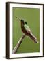 Hummingbird II-Larry Malvin-Framed Photographic Print