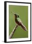 Hummingbird II-Larry Malvin-Framed Photographic Print