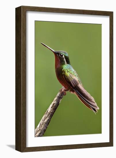 Hummingbird II-Larry Malvin-Framed Photographic Print