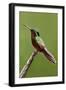 Hummingbird II-Larry Malvin-Framed Photographic Print