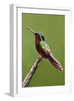 Hummingbird II-Larry Malvin-Framed Photographic Print