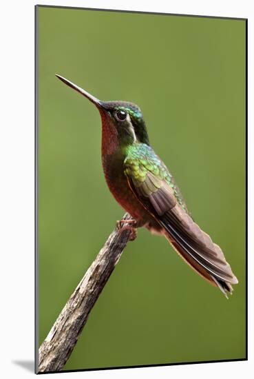 Hummingbird II-Larry Malvin-Mounted Photographic Print