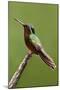 Hummingbird II-Larry Malvin-Mounted Photographic Print