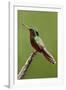 Hummingbird II-Larry Malvin-Framed Photographic Print