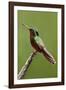 Hummingbird II-Larry Malvin-Framed Photographic Print