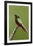 Hummingbird II-Larry Malvin-Framed Photographic Print