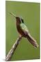 Hummingbird II-Larry Malvin-Mounted Photographic Print
