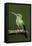 Hummingbird III-Larry Malvin-Framed Stretched Canvas