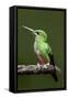 Hummingbird III-Larry Malvin-Framed Stretched Canvas