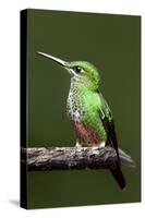 Hummingbird III-Larry Malvin-Stretched Canvas