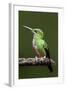 Hummingbird III-Larry Malvin-Framed Photographic Print