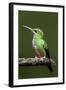 Hummingbird III-Larry Malvin-Framed Photographic Print