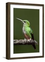 Hummingbird III-Larry Malvin-Framed Photographic Print