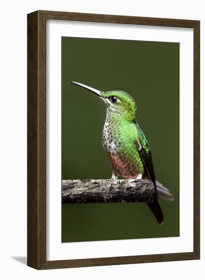 Hummingbird III-Larry Malvin-Framed Photographic Print