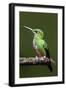 Hummingbird III-Larry Malvin-Framed Photographic Print