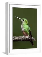 Hummingbird III-Larry Malvin-Framed Photographic Print