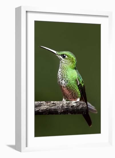 Hummingbird III-Larry Malvin-Framed Photographic Print