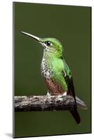 Hummingbird III-Larry Malvin-Mounted Photographic Print