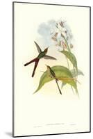 Hummingbird III-John Gould-Mounted Art Print