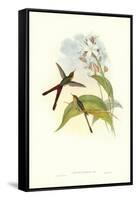 Hummingbird III-John Gould-Framed Stretched Canvas