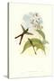 Hummingbird III-John Gould-Stretched Canvas