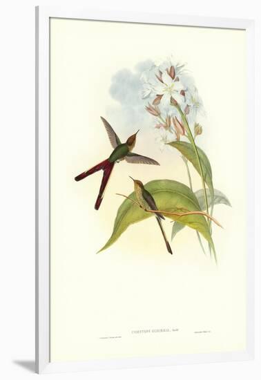 Hummingbird III-John Gould-Framed Art Print