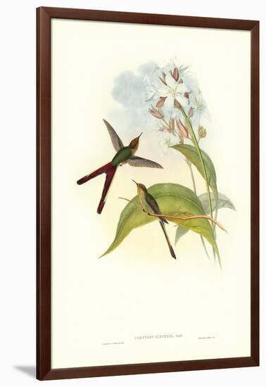 Hummingbird III-John Gould-Framed Art Print