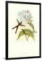 Hummingbird III-John Gould-Framed Art Print