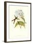 Hummingbird III-John Gould-Framed Art Print