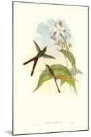 Hummingbird III-John Gould-Mounted Art Print