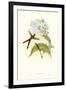 Hummingbird III-John Gould-Framed Art Print