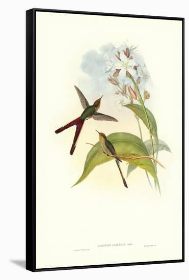 Hummingbird III-John Gould-Framed Stretched Canvas