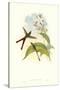 Hummingbird III-John Gould-Stretched Canvas