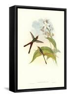 Hummingbird III-John Gould-Framed Stretched Canvas