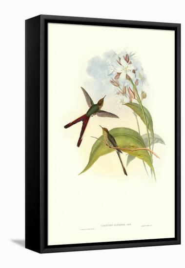 Hummingbird III-John Gould-Framed Stretched Canvas