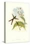 Hummingbird III-John Gould-Stretched Canvas