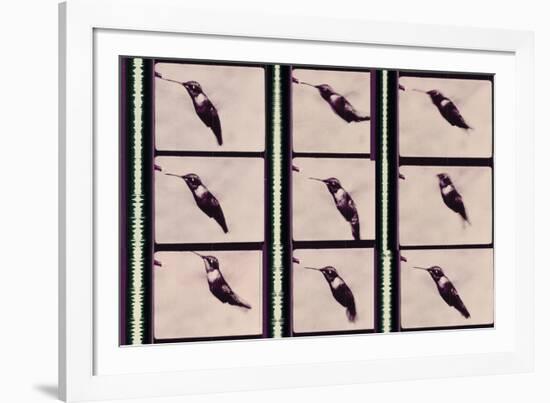 Hummingbird in Motion-Chris Dunker-Framed Giclee Print